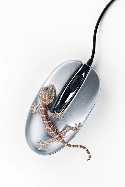 stock image On mouseon mouse