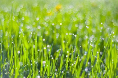 Drops of dew on the grass clipart