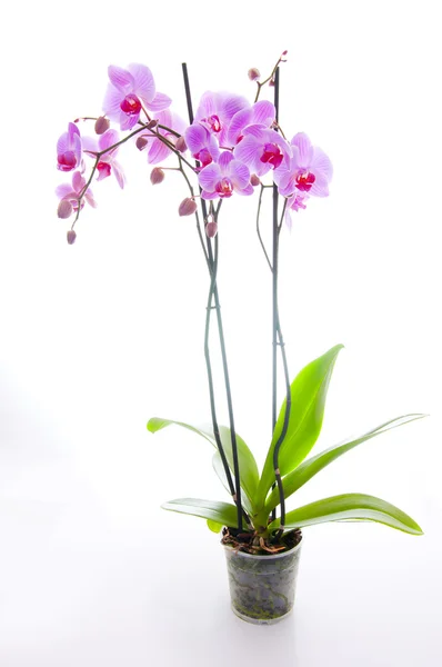 stock image Orchid