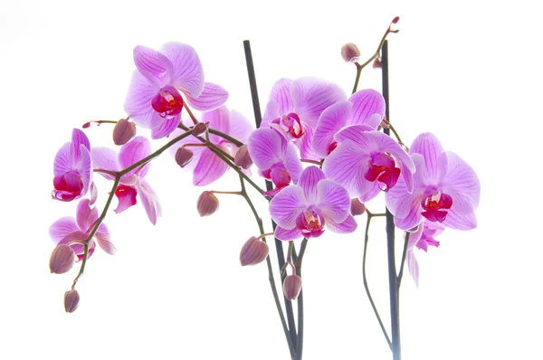 Stock image Orchid