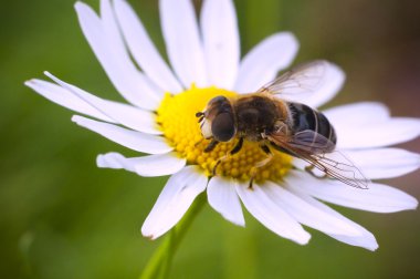 Fly on a flower clipart