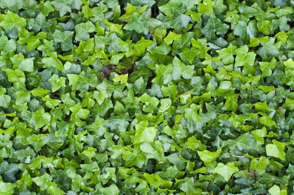 Hiedra, fondo verde — Foto de Stock