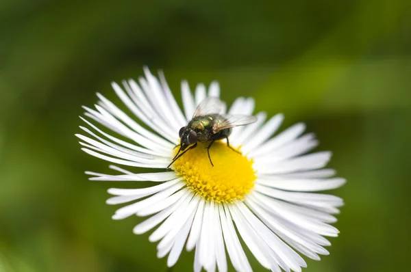 Vliegen op een bloem — Stockfoto