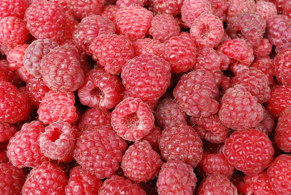 Background from a raspberry — Stock Photo, Image