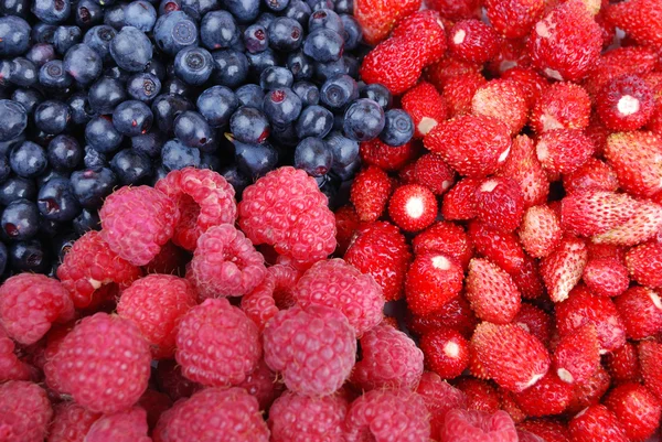 Wood berries — Stock Photo, Image