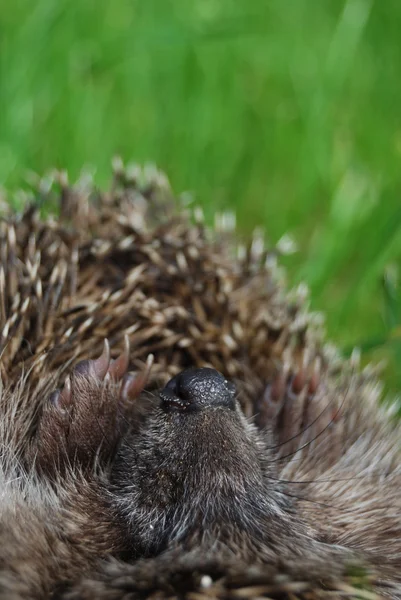 The hedgehog lays on a grass — Stock Photo, Image