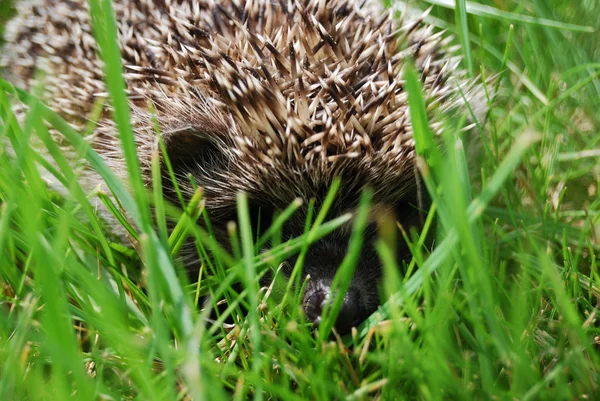 The hedgehog lays on a grass — Stock Photo, Image