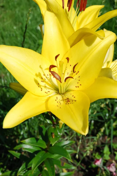 stock image Yellow flower of a lily