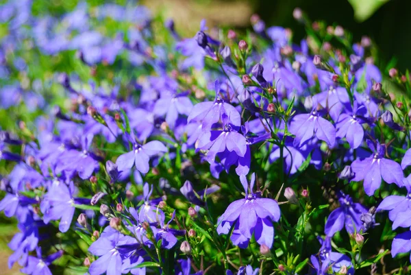 Många mörka blå blommor — Stockfoto