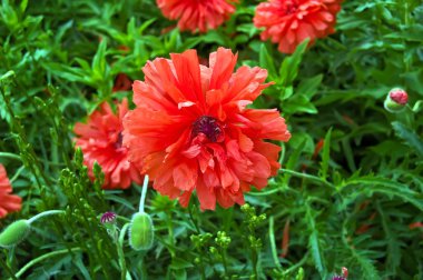 Red Poppy Decorative