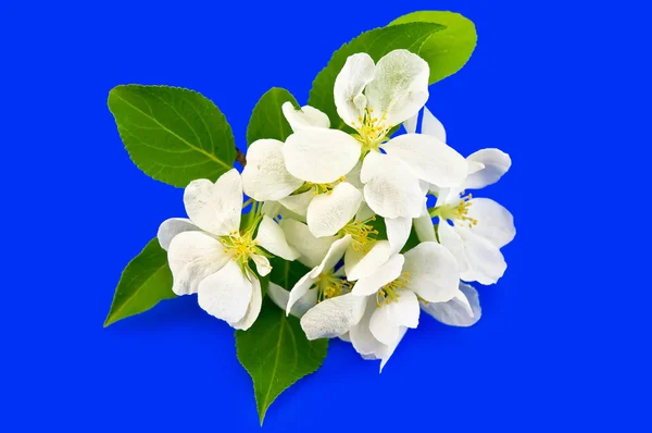 Alma virágok, kék háttérrel — Stock Fotó