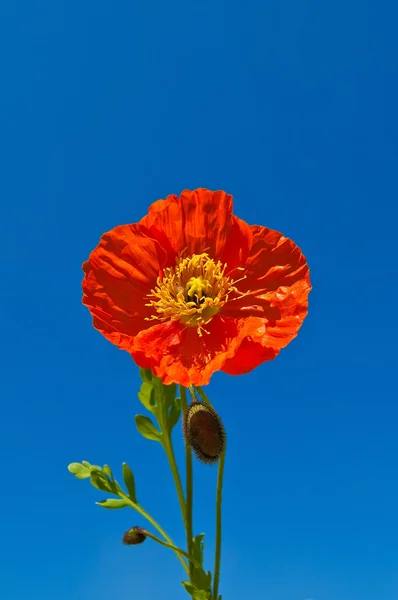 橙色罂粟对蓝蓝的天空 — 图库照片