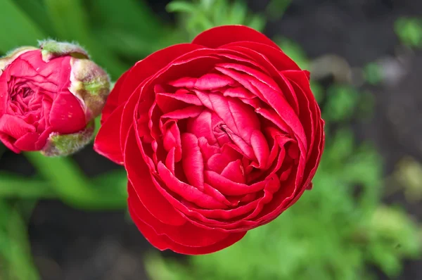 Ranunkulyusa červený květ — Stock fotografie