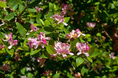 Flowering honeysuckle clipart