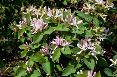 Flowering pink honeysuckle clipart