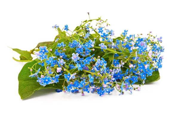 Blue forget-me — Stock Photo, Image