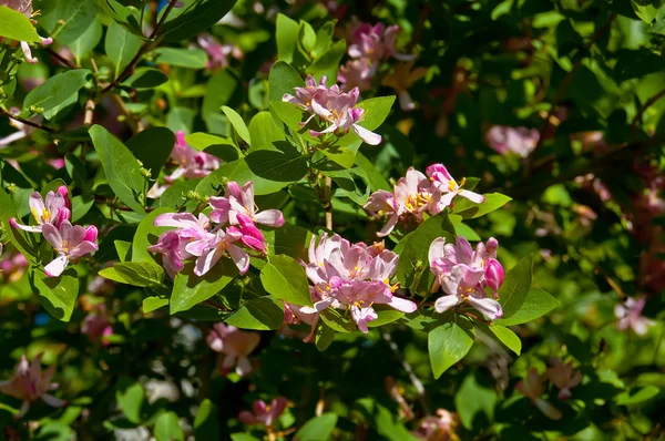 Flowering honeysuckle — Stock Photo, Image