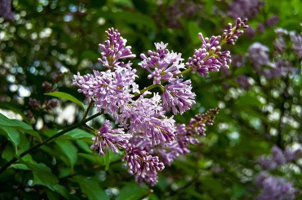 Flowering lilacs — Stock Photo, Image