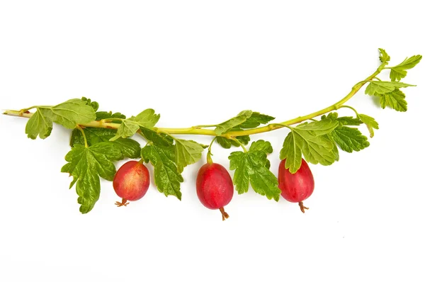 Gooseberries pe o ramură — Fotografie, imagine de stoc