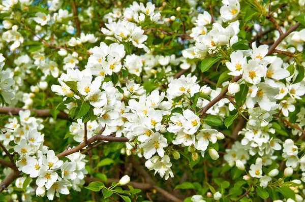 Flowering apple trees — Stock Photo, Image