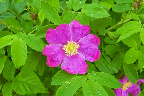 Flowering brier — Stock Photo, Image