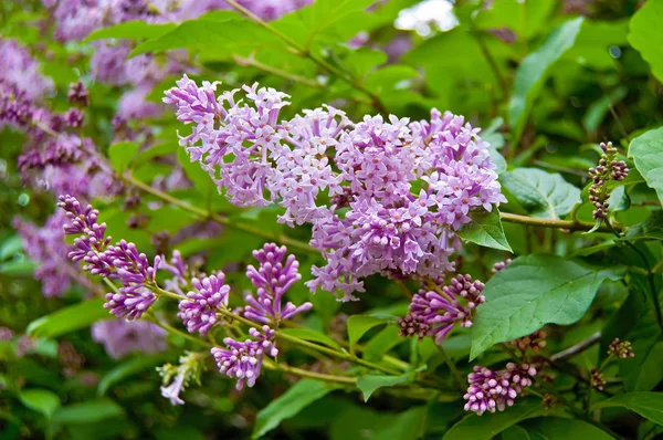 Flowering purple lilac — Stock Photo, Image
