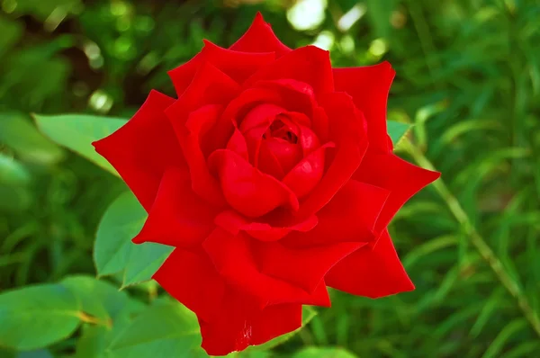 Kwitnienia czerwona róża — Zdjęcie stockowe