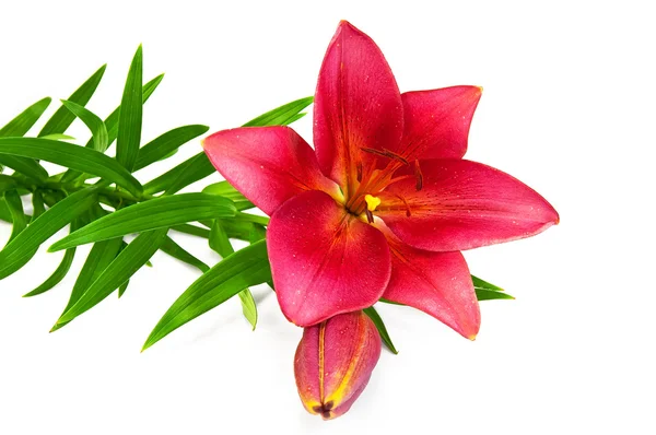 Lily red — Stock Photo, Image