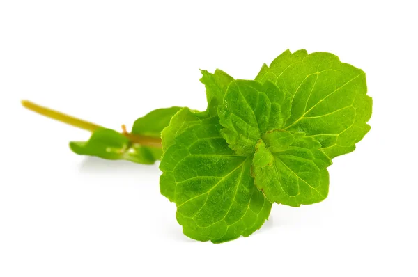 Sprig of fresh green mint — Stock Photo, Image