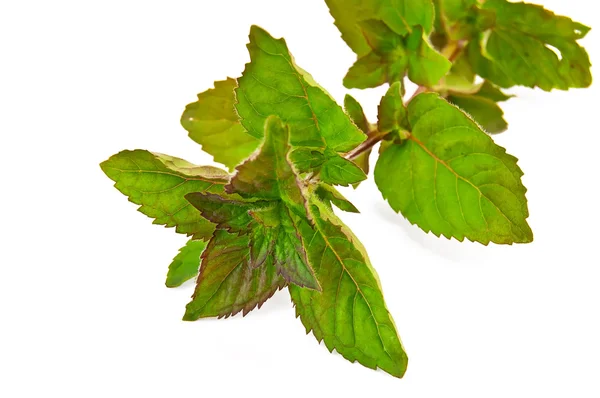 Sprig of green mint — Stock Photo, Image