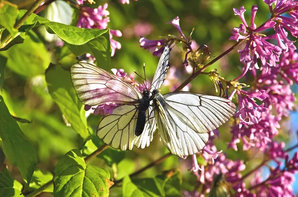 Due farfalle su un lilla — Foto Stock