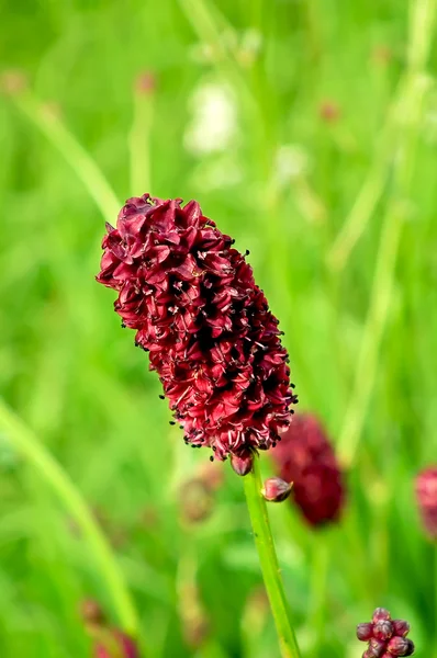 Flower field burgundy — Stock Photo, Image