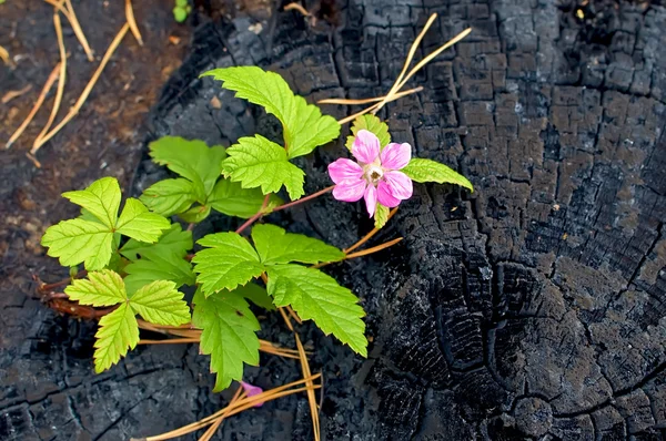 Blume auf dem verbrannten Baumstumpf — Stockfoto