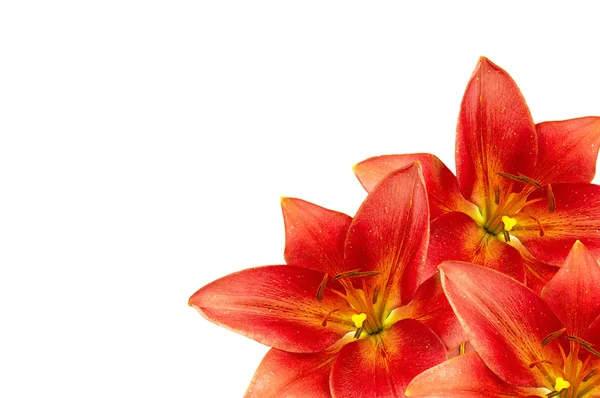 Frame made of orange lilies lilies — Stock Photo, Image