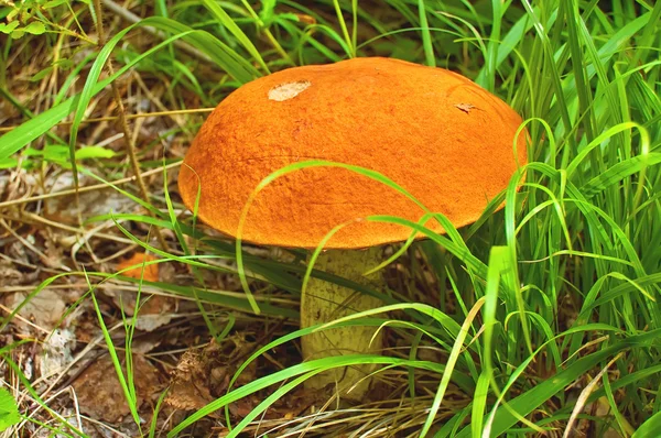 Orange-cap boletus — Stock Photo, Image