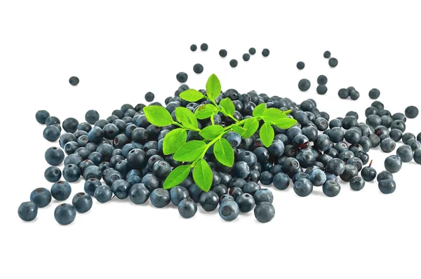Pile blueberries with a sprig of — Stock Photo, Image