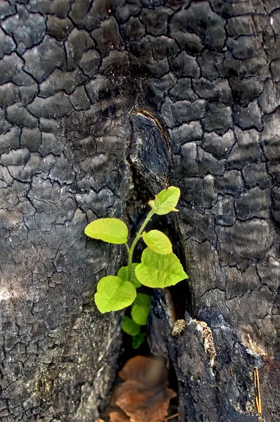 Bäumchen aus dem verkohlten Baumstumpf — Stockfoto