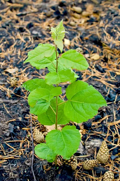 Sapling on the charred earth — Stock Photo, Image