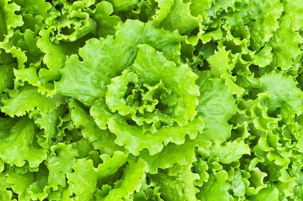 Yeşil salata dokusu — Stok fotoğraf
