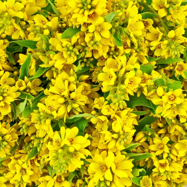 Текстура желтых цветов — стоковое фото