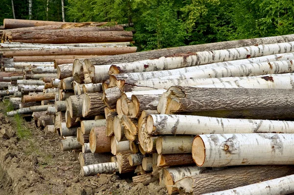 Timber pile — Stock Photo, Image