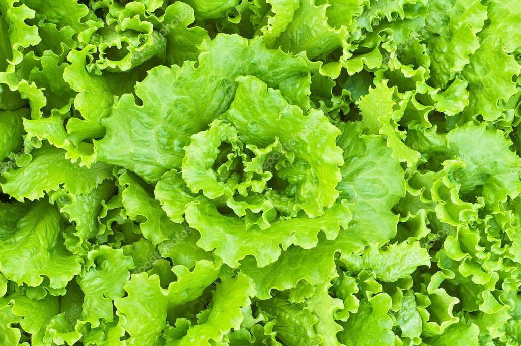 The texture of the green lettuce — Stock Photo © rezkrr #6145715