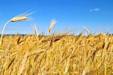 Wheatfield clipart