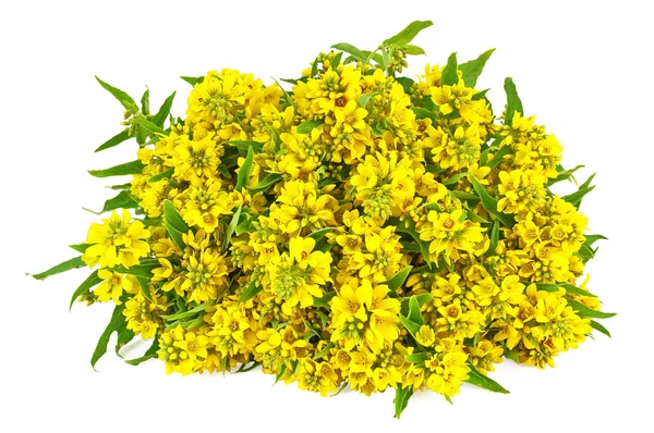 Sárga virágcsokor — Stock Fotó