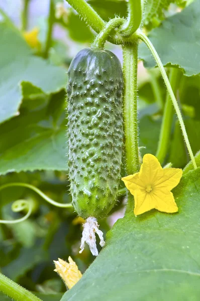 Cucumber with a flower on the bush — Stock Photo, Image