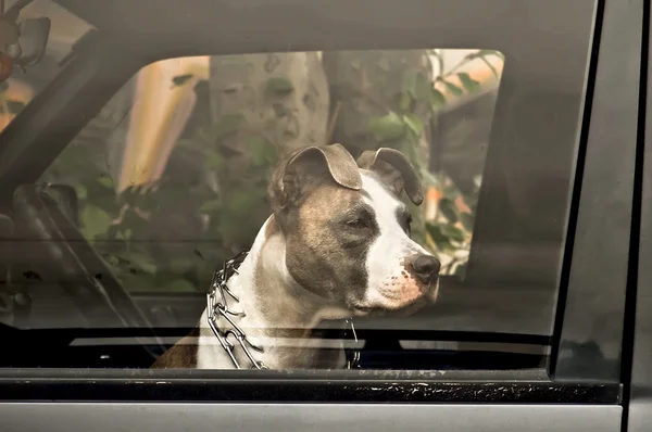 Σκύλος στο αυτοκίνητο — Φωτογραφία Αρχείου