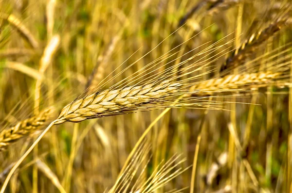 小麦の耳 — ストック写真