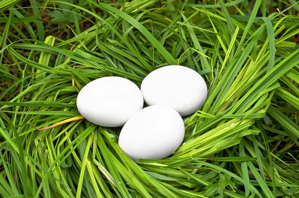Eier im Gras — Stockfoto