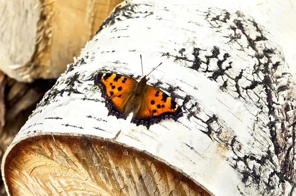 Mariposa naranja sobre abedul — Foto de Stock