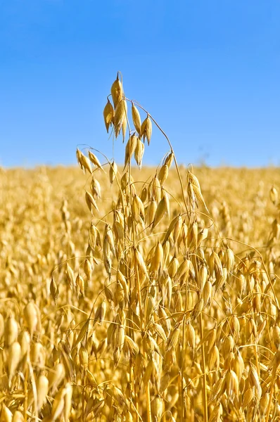 stock image Stem oats field